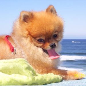 Meet your Posher, Diane